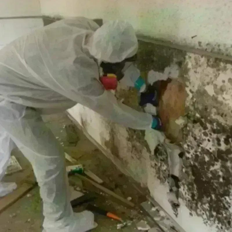 Mold Remediation and Removal in Roebuck, SC